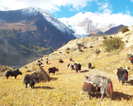 Unidentified disease spreads in Manang yaks
